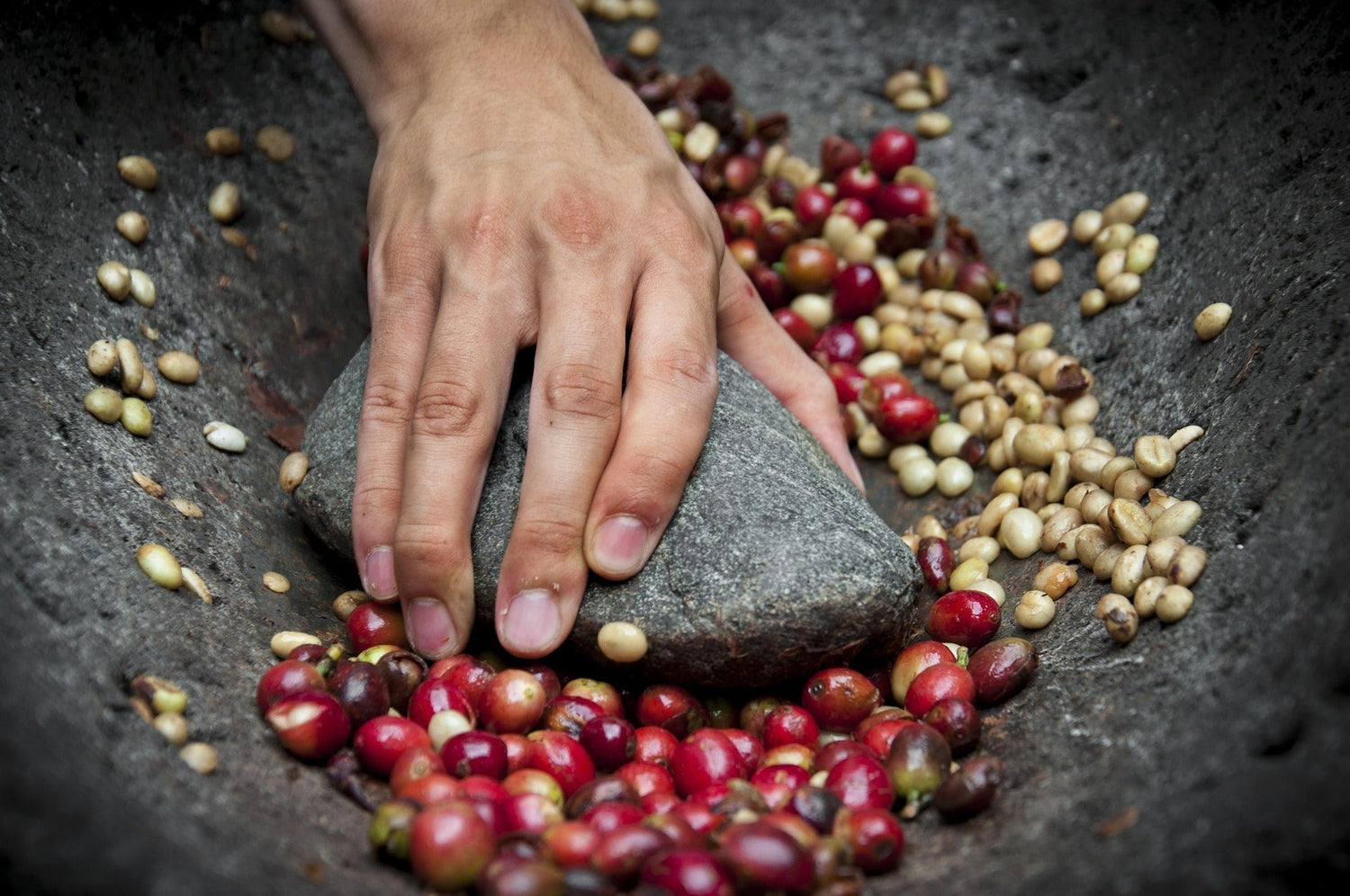 Hand, die mit einem Stein frisch geerntete Kaffeekirschen in einer traditionellen Schale zerdrückt, um die Bohnen freizulegen.
